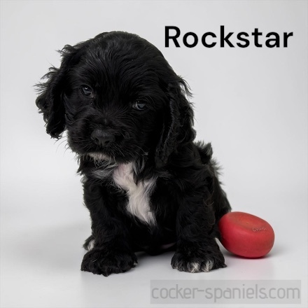 puppy, for, sale, Cocker Spaniel, Joe & Cherri  Overlease, dog, breeder, Miller, MO, dog-breeder, puppy-for-sale, forsale, nearby, find, puppyfind, locator, puppylocator, aca